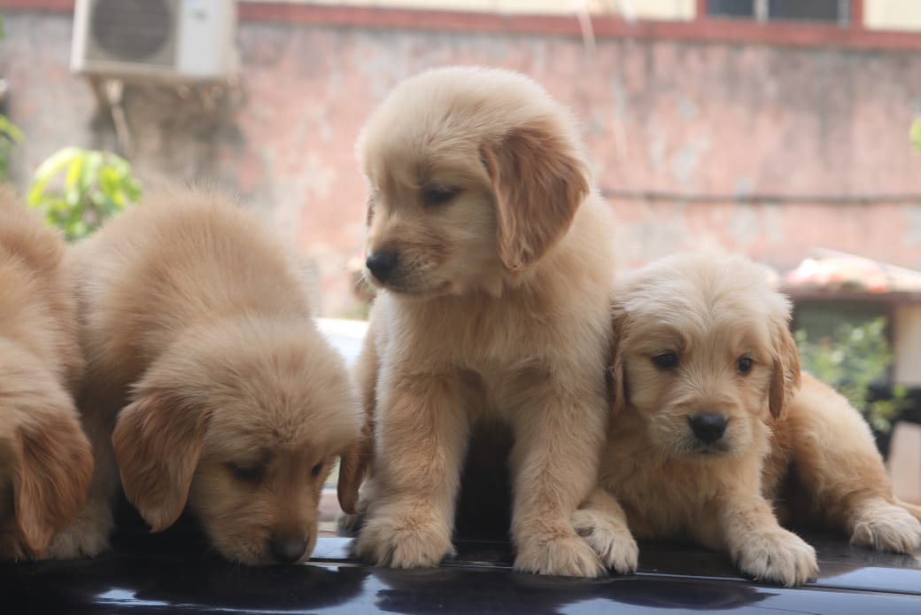 Golden Retriever